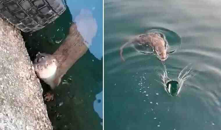 Bursa’da görüntülendi… “Gel pisi pisi, gel pisi pisi” diye çağırdı