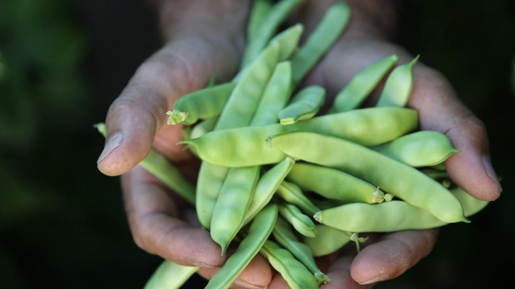 Süer: Çiftçilerimizin daha fazla yanında olacağız