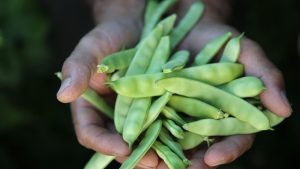 Süer: Çiftçilerimizin daha fazla yanında olacağız